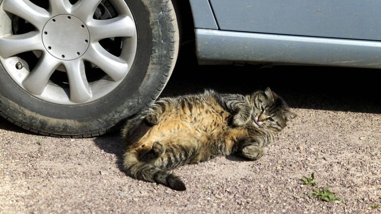 Anatomische Besonderheit: Warum Katzen einen kleinen Schwabbelbauch haben – und ihn dringend brauchen