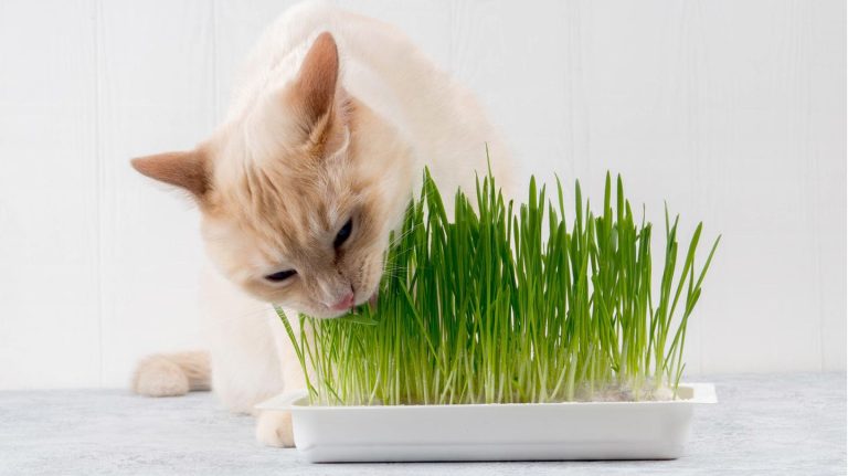 Verdauungshilfe: Was ist Katzengras und welchen Nutzen hat es für Stubentiger?