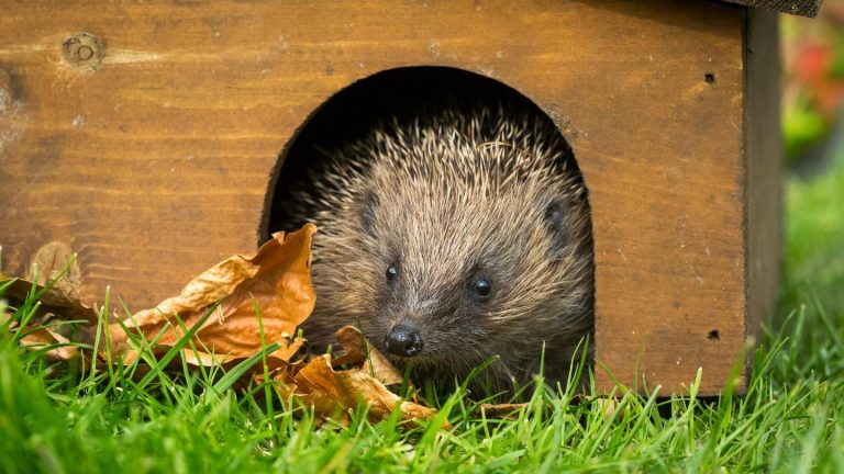 Sicherer Unterschlupf: Ein Igelhaus im Garten? So helfen Sie den Tieren durch den Winter