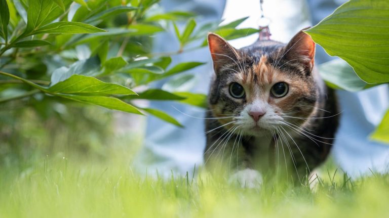 Jagdverhalten: Attacke! Deshalb wackeln Katzen vor dem Angriff mit dem Po