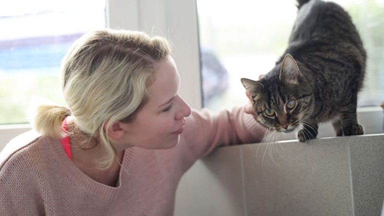 Tierliebe: Schmusen und Spielen – Tierheime suchen Katzenstreichler