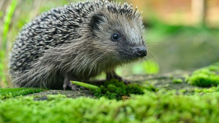 Tiere: Mutmaßlich Igel misshandelt: Ermittlungen wegen Tierquälerei