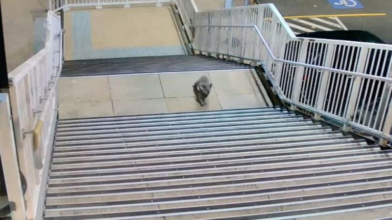 Tierischer Ausflug: Flauschiger Pendler: Koala erkundet Bahnhof in Sydney