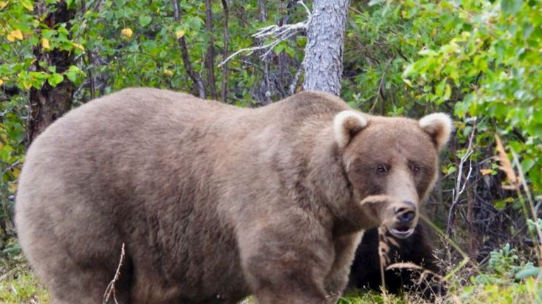 Tierischer Wettbewerb: „Fat Bear“-Wahl: „Pummelige“ Braunbärin Grazer ist Siegerin