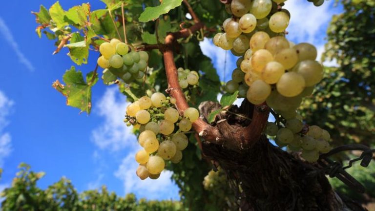 Alkohol: Trotz Spätfrösten ausreichende Weinernte in Franken