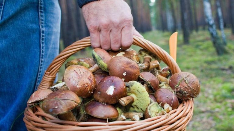 Verwechslungsgefahr: Schon mehr als 200 Fälle wegen Verdachts auf Pilz-Vergiftung