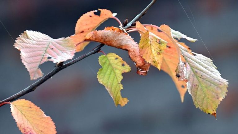 Wetter zum Ferienbeginn: Wolken und Temperaturen unter 15 Grad in Nordrhein-Westfalen