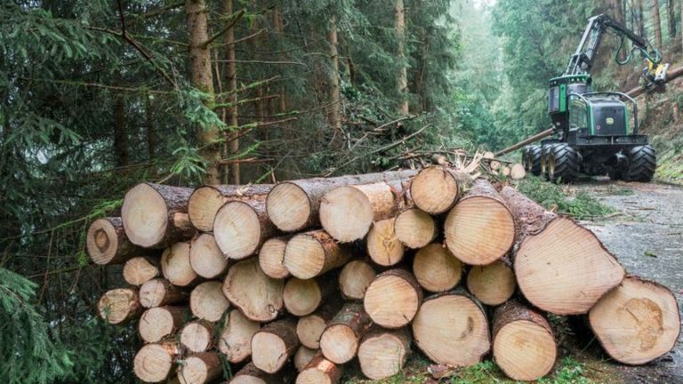 Klimawandel und Borkenkäfer: Staatsforsten: Aufwand für gesunden Wald wird größer