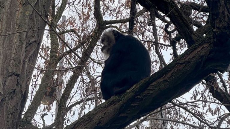 Gerichtsverfahren: Anklage wegen Diebstahls eines Bartaffen im Zoo Leipzig