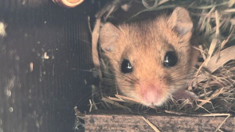 Naturschutz: Erster Nachweise der Haselmaus auf Grünbrücke über Autobahn