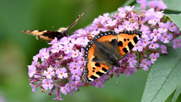 Mitmach-Projekt: Weniger Schmetterlinge nach nassem Frühsommer