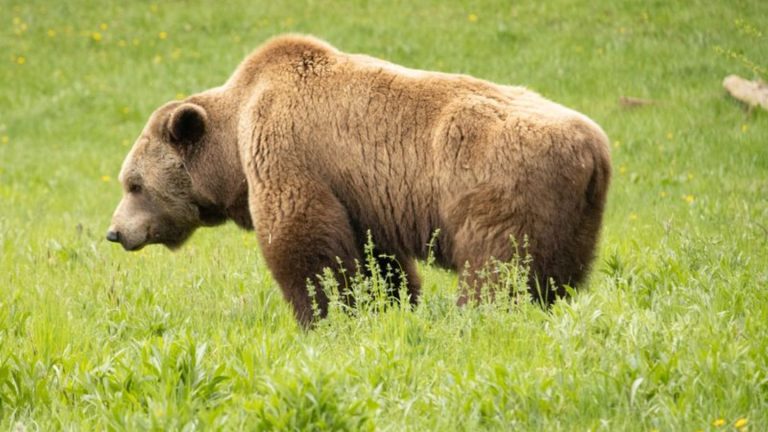 Bayern: Ein Bär im Allgäu? – Soldaten melden Sichtung