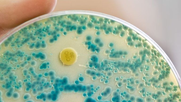 Infektionen: Experten fordern Anreize für Antibiotika-Forschung