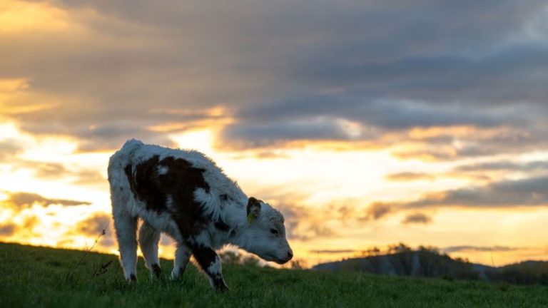 Tiere: Kalb büxt aus und verschwindet im Wald