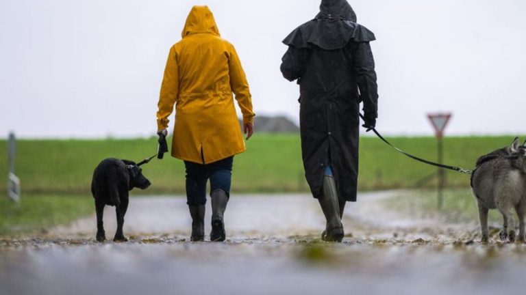 Gefährliche Köder: Polizei warnt Hundebesitzer vor Köder mit Rasierklingen