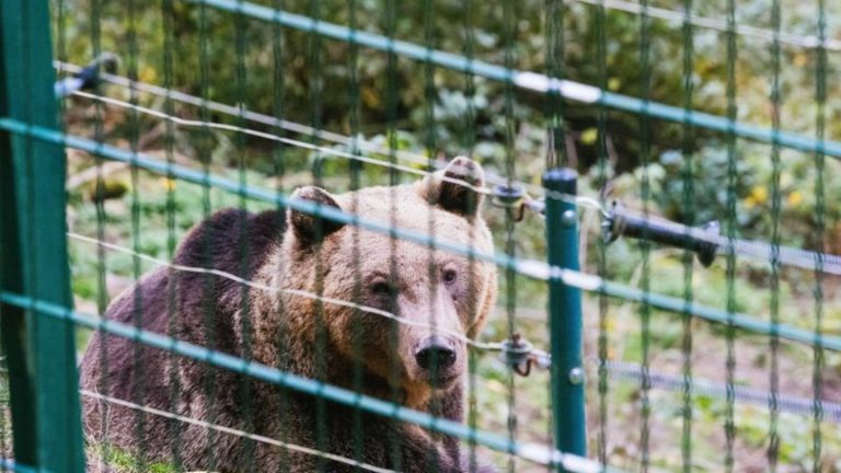 Bau von Hochsicherheitsgehege: „Problembärin“ zieht 2025 aus Italien in den Schwarzwald