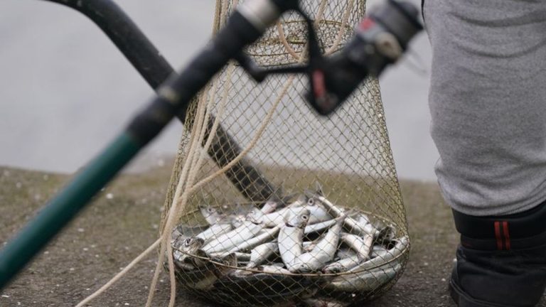 Fischerei: EU-Minister wollen Ostseefangmengen beschließen