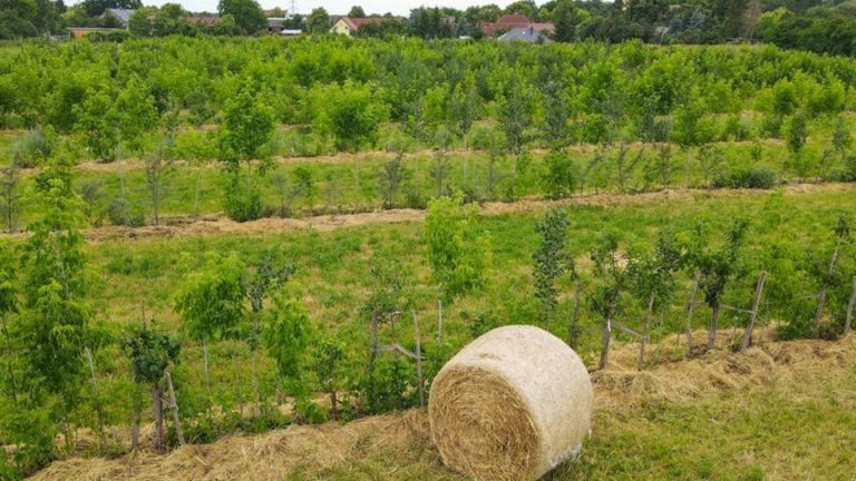 Naturschutz: Was Bäume auf Feldern mit Klimaschutz zu tun haben