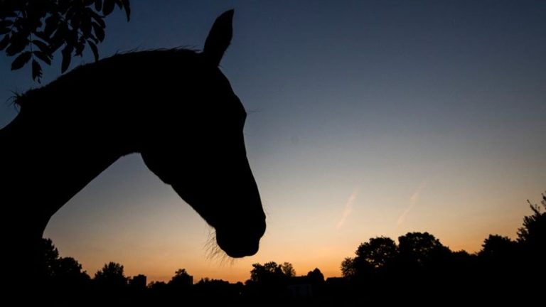 Umfrage: Zahl der Tierschutzanzeigen steigt – Ursachen gibt es viele