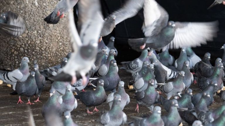 Statt geplanter Tötung: 200 Tauben aus Limburg gerettet