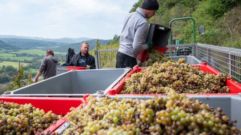 Wetter und Weinbau: Deutsche Winzer ernten deutlich weniger Trauben