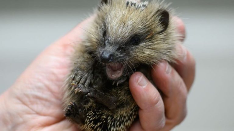 Tierschutz: Immer weniger Igel in Sachsen – Gefährdung nimmt zu