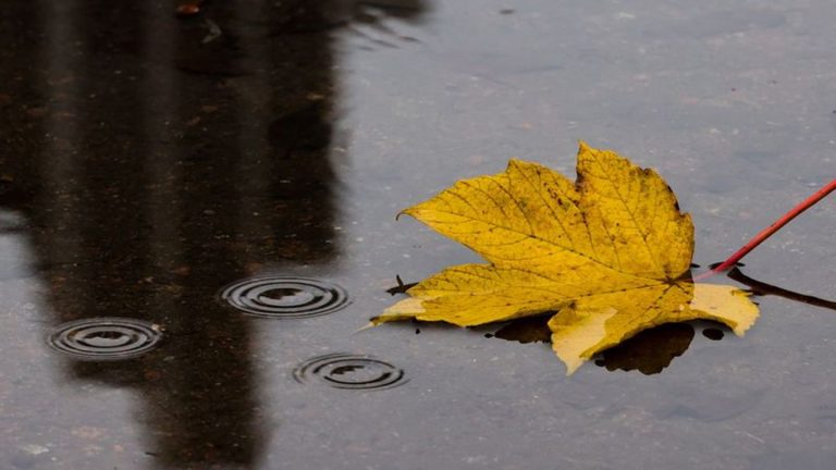 Warmer Herbst im Norden: Regen, Wolken, Wind – typisches Herbstwetter im Norden