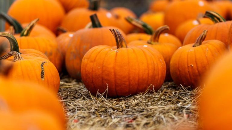 Zier- bis Halloween-Kürbis: Verband: Hessische Bauern zufrieden mit Kürbis-Ernte