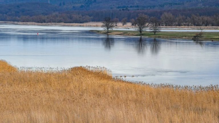 Naturschutz: Deutsch-Tschechisches Projekt will Elbauen reanimieren