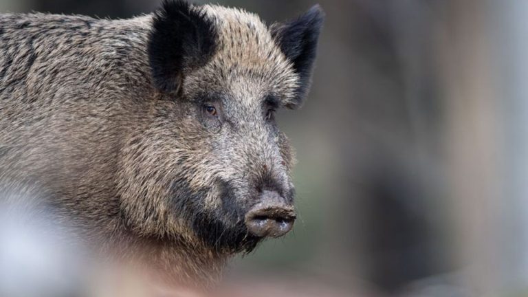 Wildtiere: Wildschweine sorgen für Unruhe in Glinde – Jäger im Einsatz