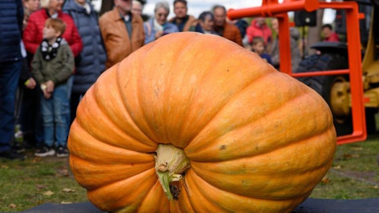 Gemüse: Halloween-Gemüse auf mehr Fläche – Kürbisanbau legt zu