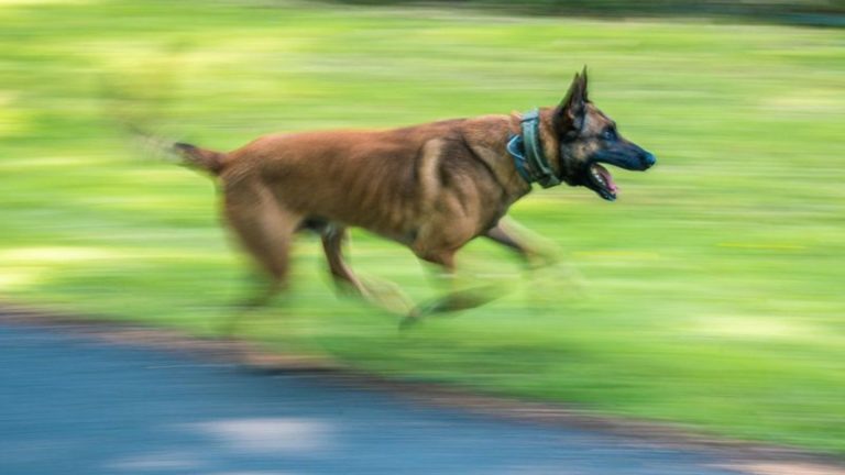 Polizeihunde: Sicherheitsstandards für Polizeihunde auf Prüfstand