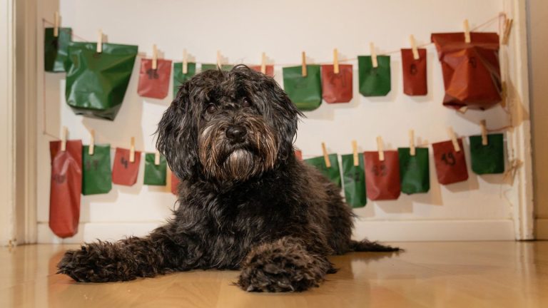 Geschenkidee: Adventskalender für Hunde: 24 tierische Überraschungen für Fellnasen