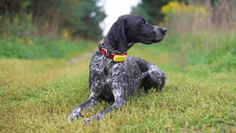 Mehrfacher Testsieger: Empfohlen von Martin Rütter: Tractive GPS Tracker für Hunde heute stark reduziert