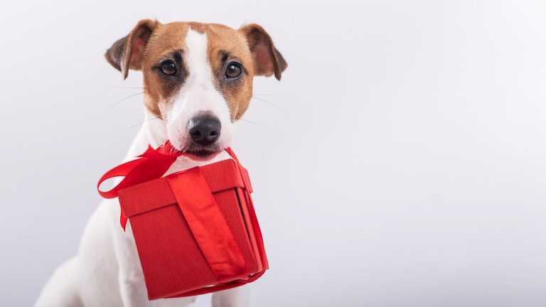 Tierisch schön: Geschenke für Hunde: Zehn tierische Ideen für treue Fellnasen