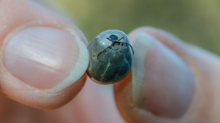 Invasive Arten: Riesen-Zecken und kleine „Vampire“ – diese Tierarten sind neu bei uns