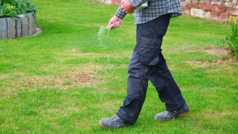 Gesundes Grün: Ein letztes Mal Rasen düngen im Herbst: Das sollten Sie im Vorfeld wissen