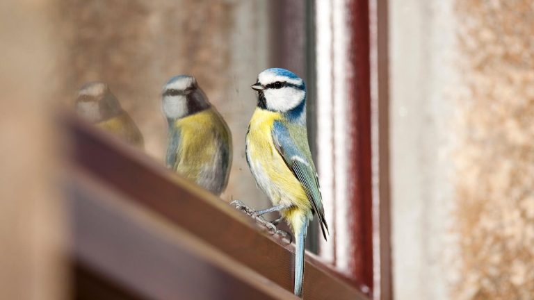 Vogelschlag: Warum ein Vogelschutz an der Fensterscheibe wichtig ist