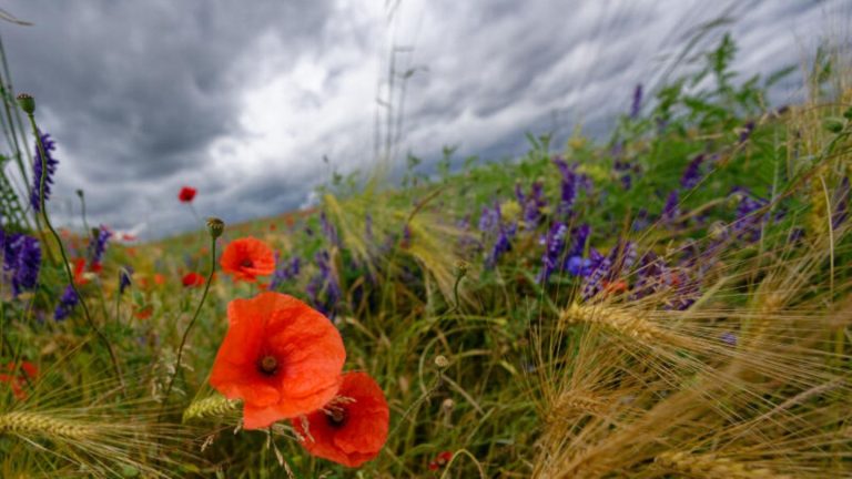 Vorhersage: Meist bewölkt, aber warm – so wird das Wetter am Dienstag