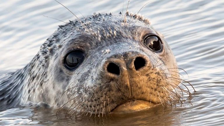 Umwelt: Robben in Netzen verendet? Expertin sieht weitere Hinweise