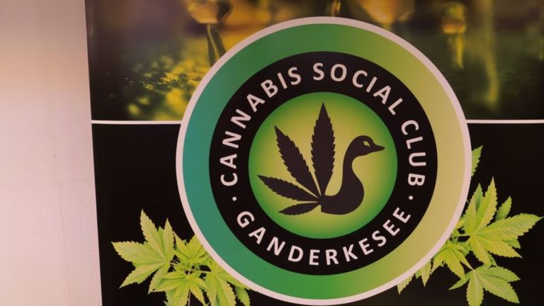 Cannabis-Teillegalisierung: Erster Anbauverein gibt Cannabis an Mitglieder aus