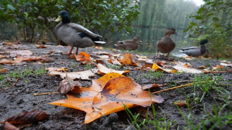 Deutscher Wetterdienst: Ruhiges Herbstwetter in Hamburg und Schleswig-Holstein