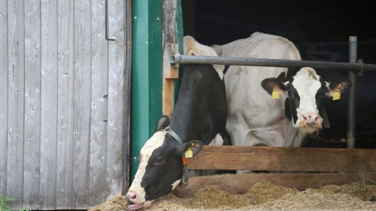 Allgäuer Tierschutzskandal: Stundenlange Verzögerung bei Prozess um gequälte Rinder