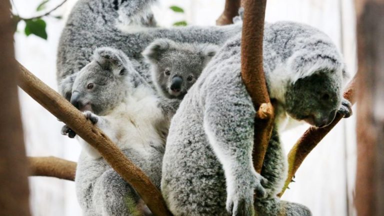 Zoo-Drama: Zwei schwer kranke Koalas im Duisburger Zoo eingeschläfert