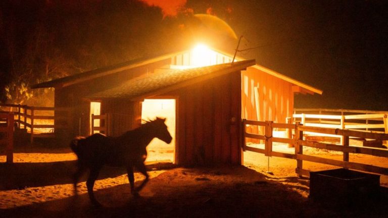 Feuer: Waldbrand in Kalifornien breitet sich aus – Häuser zerstört