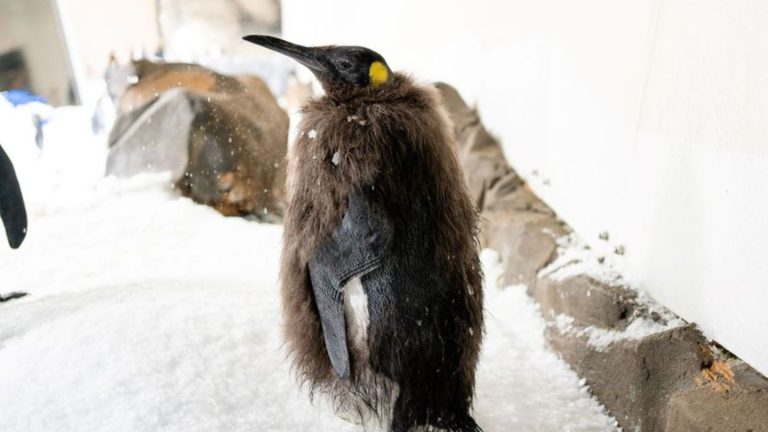 Tierischer Internet-Star: Bald im Frack: Riesen-Pinguin Pesto wird erwachsen