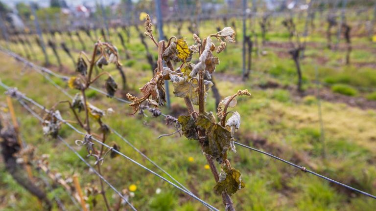 Ernteausfälle: Frostschäden – EU-Krisenhilfe Obst- und Weinbau startet