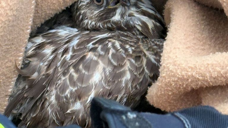 Landkreis Hof: Polizei rettet verletzten Greifvogel auf der Autobahn