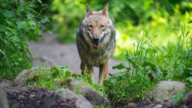 Raubtier auf Insel: Norderneyer Wolf für Riss am Festland verantwortlich