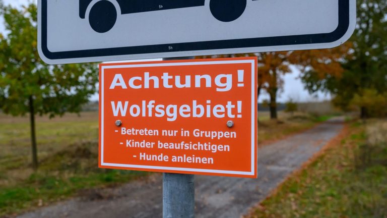 Streit um Wölfe: Naturschützer halten Wolfshinweisschilder für übertrieben